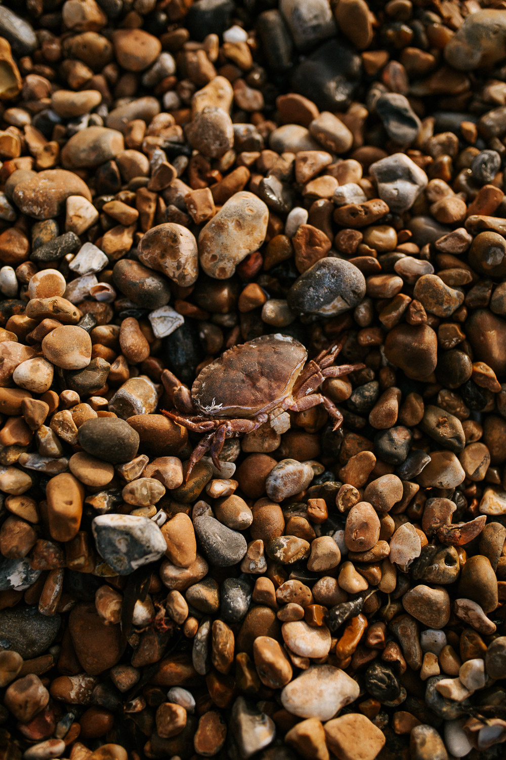 crab brighton beach