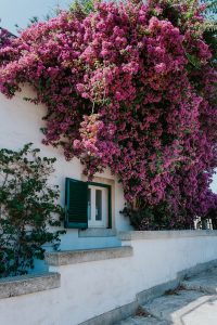 photography, otranto, flowers