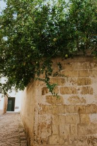pear, nature, city, puglia