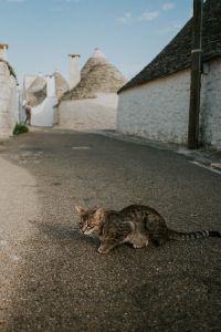 alberobello, puglia, italy, photography, cat, street