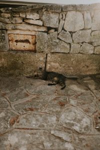 alberobello, puglia, italy, cat