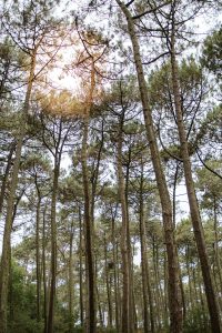 photographe plage mariage biscarrosse slow village