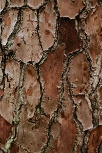 photographe plage mariage biscarrosse slow village